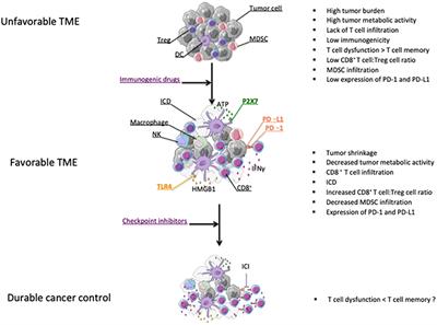 Can Immunogenic Chemotherapies Relieve Cancer Cell Resistance to Immune Checkpoint Inhibitors?